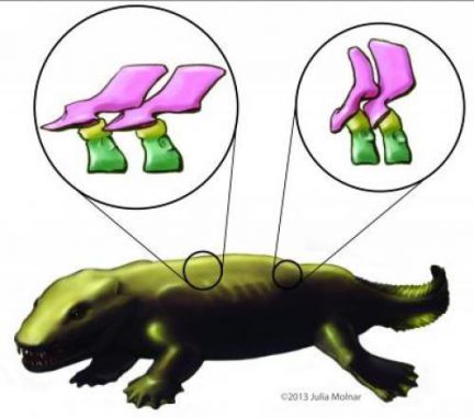 Künstlerische Darstellung des Tetrapoden Ichthyostega. Die Ausschnitte zeigen 3D-Rekonstruktionen zweier Wirbel. (Image credit: Julia Molnar)