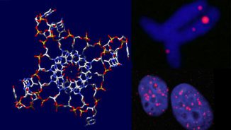 Visualisierung eines Quadruplex in menschlichen Zellkernen und Chromosomen. (Jean-Paul Rodriguez and Giulia Biffi)