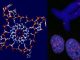 Visualisierung eines Quadruplex in menschlichen Zellkernen und Chromosomen. (Jean-Paul Rodriguez and Giulia Biffi)