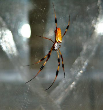 Weibliche Spinne der Art Nephila clavipes in ihrem Netz. Die mechanischen Eigenschaften des Netzes wurden mit Hilfe der Brillouin-Streuung bestimmt. (Photo by Jeffery Yarger)