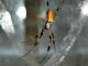 Weibliche Spinne der Art Nephila clavipes in ihrem Netz. Die mechanischen Eigenschaften des Netzes wurden mit Hilfe der Brillouin-Streuung bestimmt. (Photo by Jeffery Yarger)