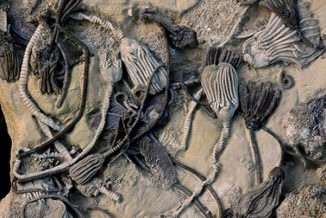 Diese 350 Millionen Jahre alten fossilen Crinoiden-Exemplare zeigen unterschiedliche Farben. (Photo by William Ausich, courtesy of Ohio State University)