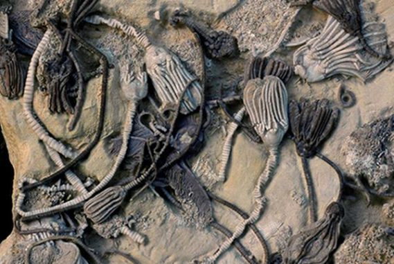 Diese 350 Millionen Jahre alten fossilen Crinoiden-Exemplare zeigen unterschiedliche Farben. (Photo by William Ausich, courtesy of Ohio State University) Diese 350 Millionen Jahre alten fossilen Crinoiden-Exemplare zeigen unterschiedliche Farben. (Photo by William Ausich, courtesy of Ohio State University)