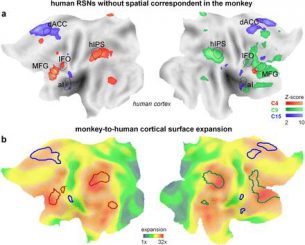 Abbildung A: Scan eines menschlichen Kortex. Die farbigen Gebiete stellen humanspezifische Hirnregionen dar. Abbildung B: Ein Bild aus einer vorherigen Arbeit, das veranschaulicht, wie der menschliche Kortex im Laufe der Evolution humanspezifische Hirnregionen entwickelt hat. Sie stimmen mit den von Prof. Vanduffel gefundenen Arealen überein. (KU Leuven)