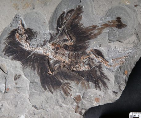 Versteinertes Exemplar der Gattung Eoconfuciusornis. (Image: Dr. Xiaoli Wang)