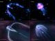 Chandra-Aufnahmen und künstlerische Illustrationen von Geminga und B0355+54. (Credit: X-ray: NASA / CXC / PSU / B. Posselt et al; Infrared: NASA / JPL-Caltech; Illustration: Nahks TrEhnl)