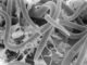 Antarktische Fadenwürmer (Panagrolaimus sp. DAW1) unter dem Mikroskop. (Credit: David Wharton)