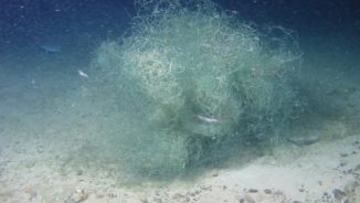 Überreste einer Fischereiausrüstung auf Korallen der Porcupine Bank (Photo: ICM-CSIC, DOSMARES cruise 2013)