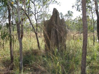 Termitenhügel einer Kolonie der Art Nasutitermes triodiae im Litchfield National Park. (Credit: Wikipedia / User: brewbooks / CC BY-SA 2.0)