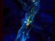Simulation eines Quasars, der aufgrund intensiver Akkretionsströme wächst. (Credit: Los Alamos National Laboratory)