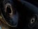 Künstlerische Darstellung der beiden verschmelzenden Schwarzen Löcher im System GW170104. (Image: LIGO / Caltech / MIT / Sonoma State (Aurore Simonnet))