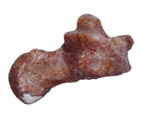 Dieser winzige fossile Knöchel gehörte zu einem der frühesten Mitglieder des Stammbaums der Primaten. (Credit: Photo by Douglas Boyer, Duke University) Dieser winzige fossile Knöchel gehörte zu einem der frühesten Mitglieder des Stammbaums der Primaten. (Credit: Photo by Douglas Boyer, Duke University)
