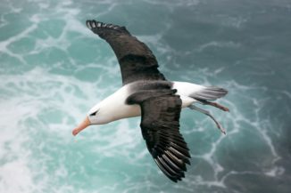 Ein Albatros fliegt knapp über der Meeresoberfläche. (Credits: MIT)