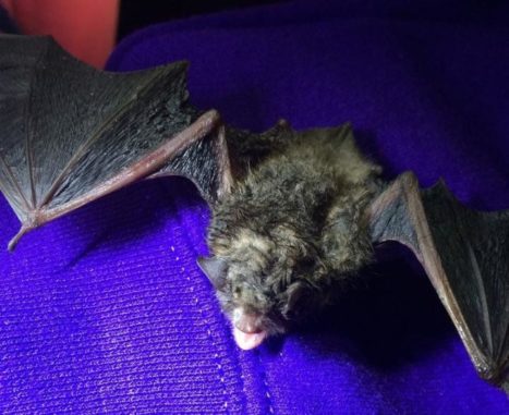 Eine Fledermaus der Art Myotis lucifugus. (Credits: Daniel Lindner, USDA Forest Service)