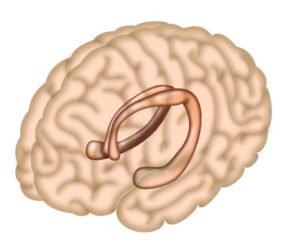 Schematische Darstellung des Hippocampus in einem menschlichen Gehirn. (Credit: Salk Institute)