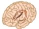 Schematische Darstellung des Hippocampus in einem menschlichen Gehirn. (Credit: Salk Institute)