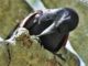 Eine Geradschnabelkrähe verwendet einen hakenförmigen Zweig, um an Beute zu gelangen. (Credits: James St Clair)