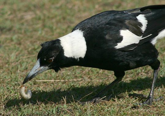 Ein Flötenvogel bei der Nahrungssuche. (Credits: Wikipedia / Toby Hudson / CC-BY-SA 3.0)