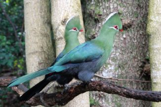 Ein Paar Knysna-Turakos (Tauraco corythaix). (Credits: Anton Frolich / Wikipedia / CC BY-SA 3.0)