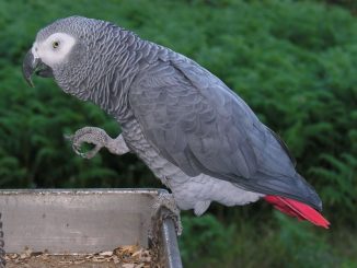 Ein Kongo-Graupapagei (Psittacus erithacus). (Credit: L. Miguel Bugallo Sánchez / Wikipedia / CC BY-SA 3.0)