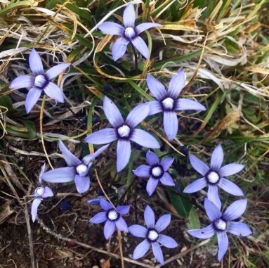 Viele alpine Pflanzen wie Comastoma Falcatum sind durch die Auswirkungen des Klimawandels bedroht. (Credits: Photo: Egle Kudirkiene, 2018)