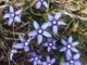 Viele alpine Pflanzen wie Comastoma Falcatum sind durch die Auswirkungen des Klimawandels bedroht. (Credits: Photo: Egle Kudirkiene, 2018)