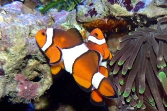 Ein Paar Echte Clownfische bei der Brutpflege. (Credits: Wikipedia / User Haplochromis / CC BY 3.0)