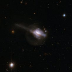 Die Galaxie UGC 5101 enthält einen aktiven galaktischen Kern. Diese Hubble-Aufnahme zeigt links einen Gezeitenschweif, der dafür spricht, dass die Galaxie tatsächlich aus zwei verschmelzenden Galaxien besteht. (Credits: NASA, ESA, the Hubble Heritage Team; STScI / AURA) – ESA / Hubble Collaboration and A. Evans University of Virginia, Charlottesville / NRAO / Stony Brook University)