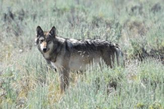 Ein Wolf im Lamar Valley des Yellowstone-Nationalpark. (Credits: Wikipedia / Mike Cline)