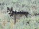 Ein Wolf im Lamar Valley des Yellowstone-Nationalpark. (Credits: Wikipedia / Mike Cline)
