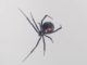 Ein Exemplar der Schwarzen Witwe aus Nordamerika, lat. Latrodectus hesperus. (Credit: Gregory Holland, San Diego State University)