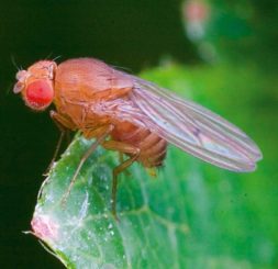 Eine weibliche Fruchtfliege der Spezies Drosophila simulans. (Credits: Wikipedia / Photo by Dr Andrew Weeks / CC BY-SA 3.0)