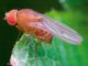 Eine weibliche Fruchtfliege der Spezies Drosophila simulans. (Credits: Wikipedia / Photo by Dr Andrew Weeks / CC BY-SA 3.0)