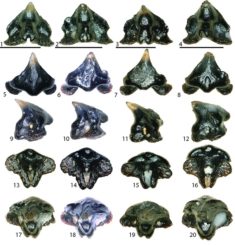 Verschiedene Zähne der neu entdeckten Süßwasserhaiart Galagadon nordquistae. (Credit: Terry Gates, NC State University)