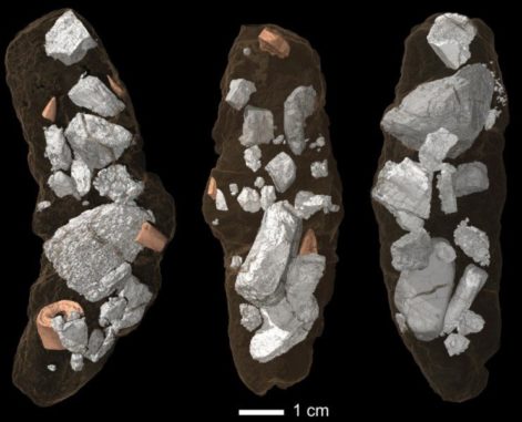 Fossile Exkremente des Archosauriers Smok wawelski in einer Synchrotronmikrotomografie. (Credits: Martin Qvarnström)