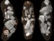 Fossile Exkremente des Archosauriers Smok wawelski in einer Synchrotronmikrotomografie. (Credits: Martin Qvarnström)
