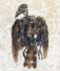 Das 52 Millionen Jahre alte Fossil von Eofringillirostrum boudreauxi, dem frühesten bekannten Sperlingsvogel mit einem Schnabel, der für das Fressen von Samen geeignet war. (Credit: Copyright Lance Grande, Field Museum)