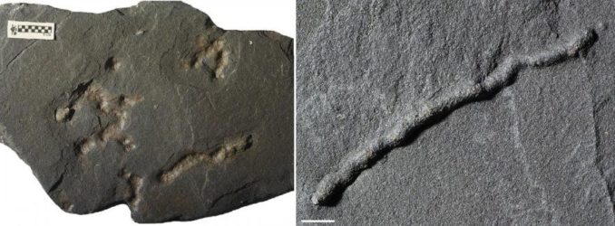 Fossile Spuren der Fortbewegung in 2,1 Milliarden Jahre altem Gestein. (Credits: A. El Albani / IC2MP / CNRS - Université de Poitiers)