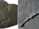 Fossile Spuren der Fortbewegung in 2,1 Milliarden Jahre altem Gestein. (Credits: A. El Albani / IC2MP / CNRS - Université de Poitiers)
