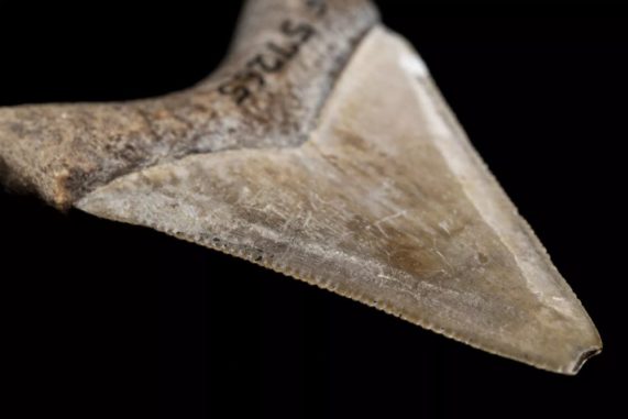 Megalodons klingenartige Zähne waren ideal zum Jagen großer Säugetiere wie Wale oder Delphine. (Credits: Florida Museum, photo by Kristen Grace) Megalodons klingenartige Zähne waren ideal zum Jagen großer Säugetiere wie Wale oder Delphine. (Credits: Florida Museum, photo by Kristen Grace)