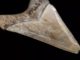 Megalodons klingenartige Zähne waren ideal zum Jagen großer Säugetiere wie Wale oder Delphine. (Credits: Florida Museum, photo by Kristen Grace)