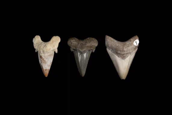 Drei verschiedene Haizähne: Die Zähne von Otodus obliquus (links) hatte laterale Cusplets. Die Zähne eines anderen Megalodon-Vorfahren, Carcharocles auriculatus (Mitte), hatten Cusplets und Sägezahnränder. Die Zähne des Megalodon besaßen keine Cusplets mehr und waren abgeflacht. (Credits: Florida Museum, photo by Kristen Grace)