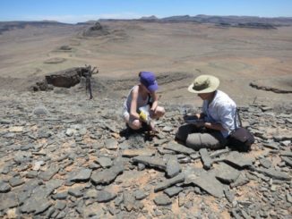 Wissenschaftler bei Feldstudien in Namibia. (Credits: Rachel Cook)