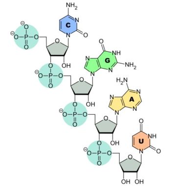 Verknüpfung der Nukleinbasen C, G, A und U zur RNA. (Credits: Wikipedia; User: Sponk; gemeinfrei)