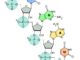 Verknüpfung der Nukleinbasen C, G, A und U zur RNA. (Credits: Wikipedia; User: Sponk; gemeinfrei)