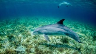 Delphine im Meer. (Credits: NOAA / Unsplash)