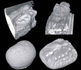 Beispiele für versteinerte Krokodilzähne. (Credits: University of Missouri)