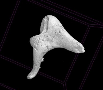3D Scan von Gehörknöchelchen. (Credit: Kevin Mackenzie, University of Aberdeen)