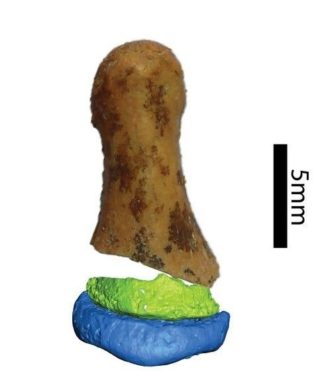 Virtuelle Rekonstruktion des Knochenfragments aus der Denisova-Höhle. (Credits: © Photo of distal fragment of phalanx: Eva-Maria Geigl, Institut Jacques Monod (CNRS / Université de Paris). Micro-CT scan and virtual reconstruction: Bence Viola, Department of Anthropology, University of Toronto (Canada))