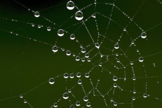 Tautropfen an einem Spinnennetz. (Credits: University of Warwick)